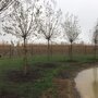 Salix alba | Witte Wilg